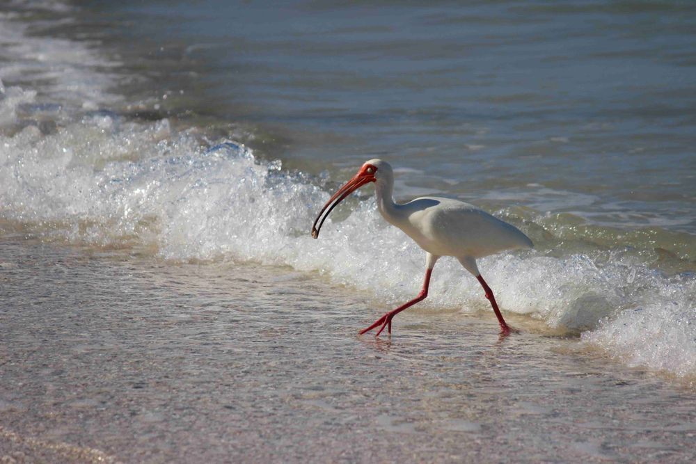 Ibis Running Photography Art | Cynthia Lynn Studio
