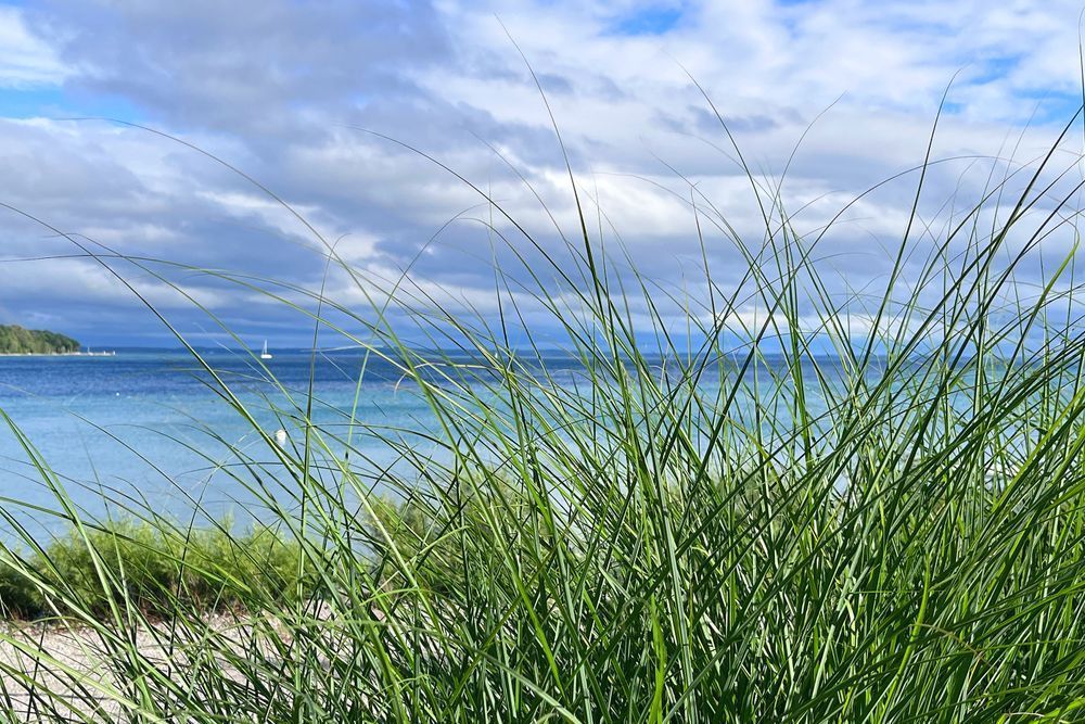 Beach Grass Photography Art | Cynthia Lynn Studio