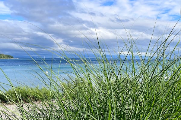 Beach Grass Photography Art | Cynthia Lynn Studio
