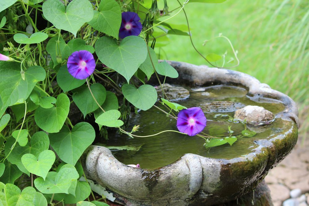 Ivy Heart Bird Bath Photography Art | Cynthia Lynn Studio