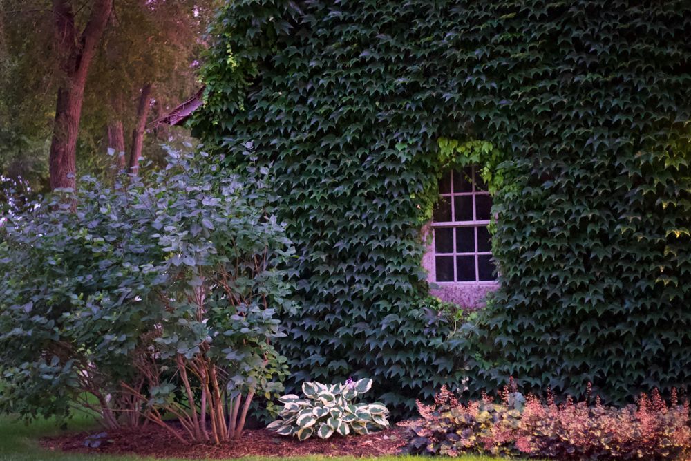Ivy Window Photography Art | Cynthia Lynn Studio