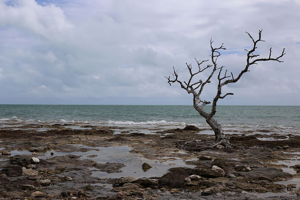 Survival Photography Art | Cynthia Lynn Studio