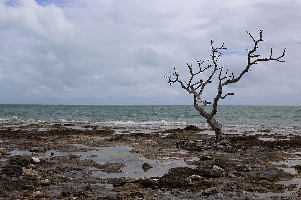 Survival Photography Art | Cynthia Lynn Studio