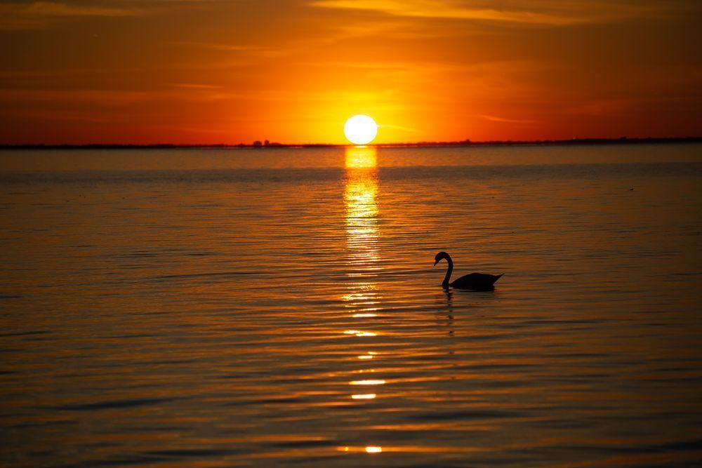 Sunset Swan Photography Art | Cynthia Lynn Studio