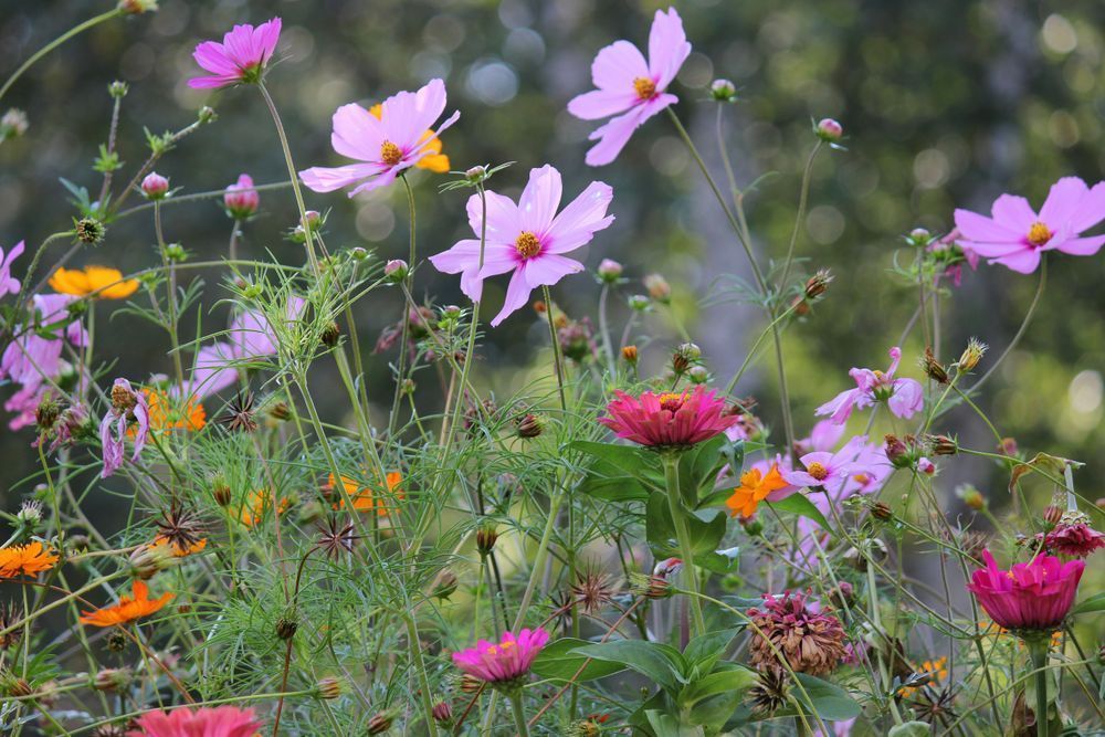 Wildflowers Photography Art | Cynthia Lynn Studio