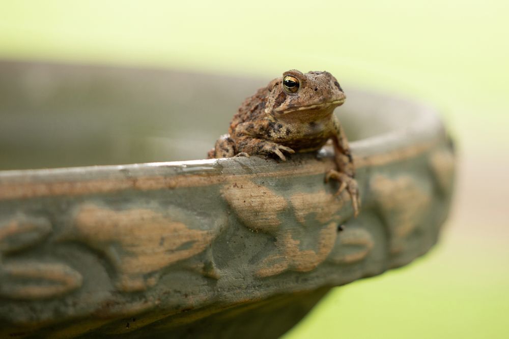 One Eyed Toad Photography Art | Cynthia Lynn Studio