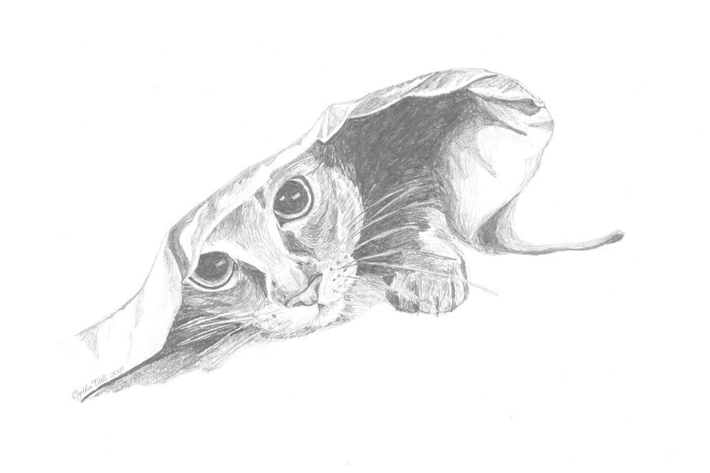 Under Cover Cat Photography Art | Cynthia Lynn Studio