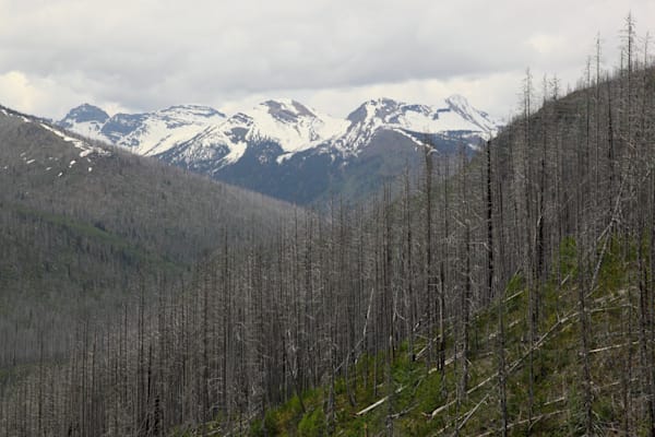 X In The Forest Photography Art | CESSNA