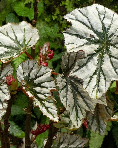 Beyond Begonia! Art | Weekie Wonders