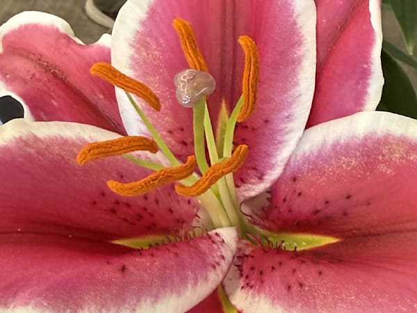 Hatchi Tachi Art | Weekie Wonders