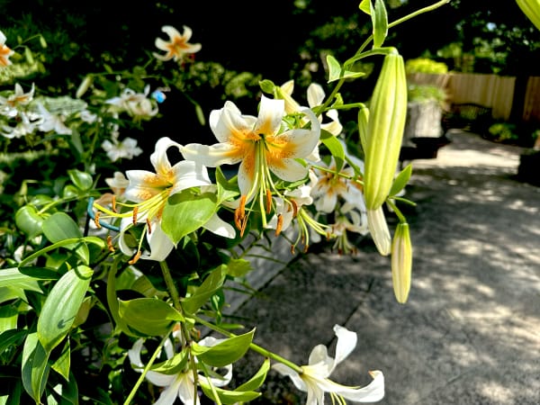 Welcome! Art | Weekie Wonders