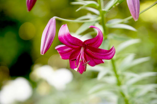 That Which Will Be Will Be Art | Weekie Wonders