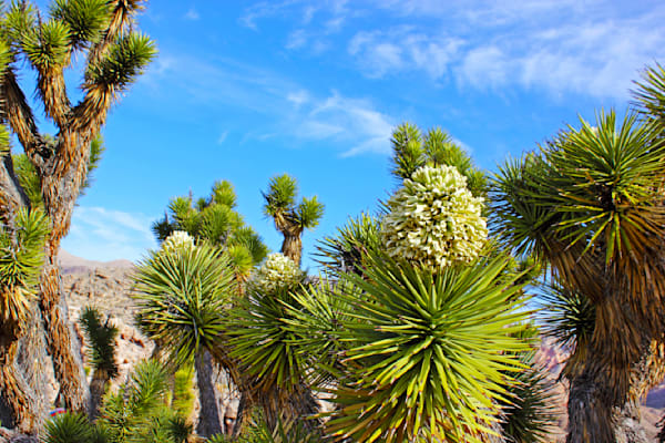Joshua Tree Magic