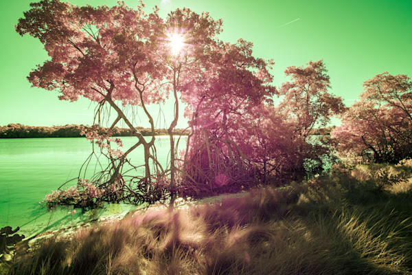 Sun Star Art | Aboud Dweck