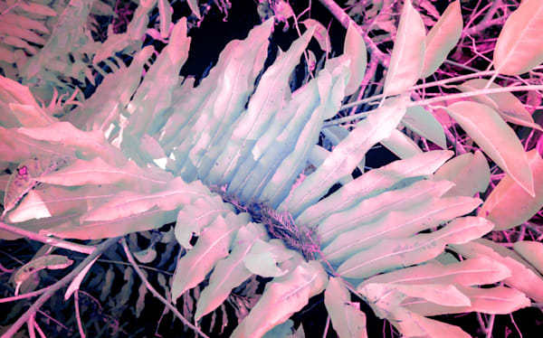 Ghost Fronds Art | Aboud Dweck