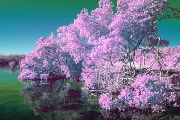 Magenta To Turqoise Art | Aboud Dweck