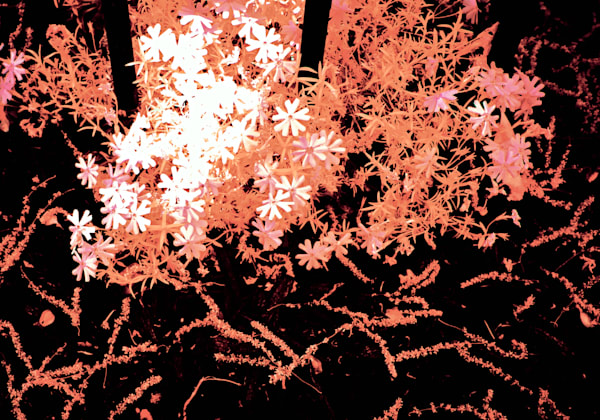 Black Salmon Art | Aboud Dweck