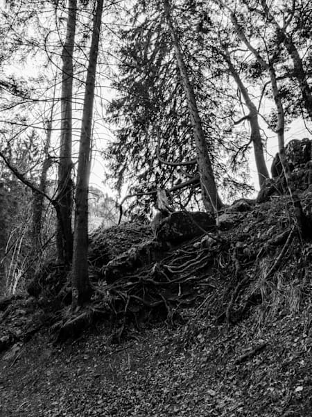 Forrest Photography Art | Stefano Viani