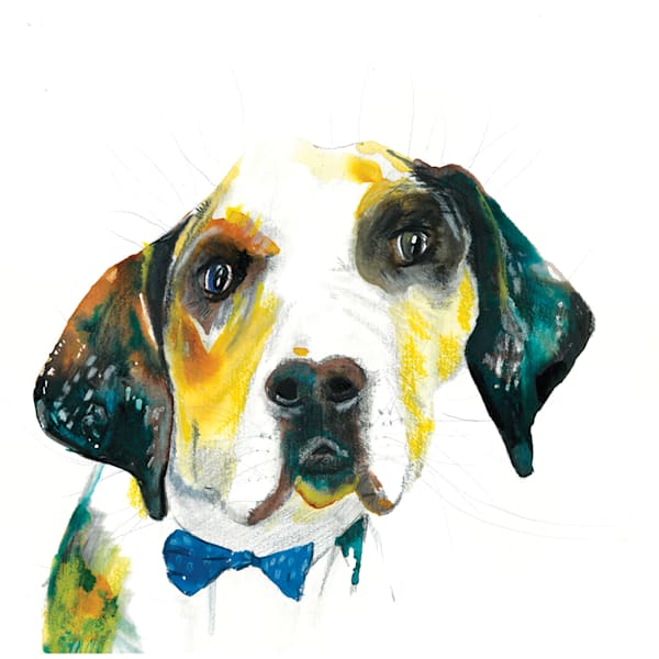 Dog Collection