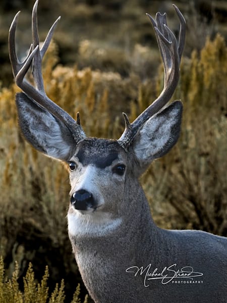 Wildlife Portraits   Big Game and Aerial