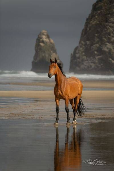 Horses at Cannon Beach