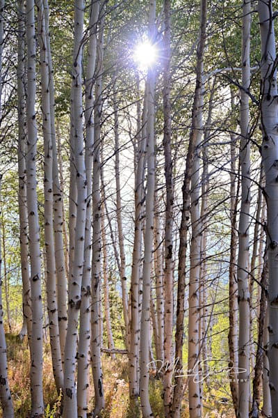 Forests, Aspens & Quiet Woods