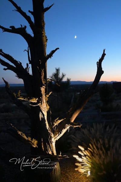 Statement Skies &Twilight Trees
