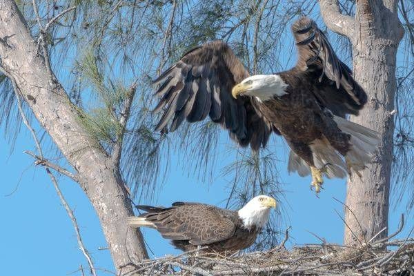 Eagles landing