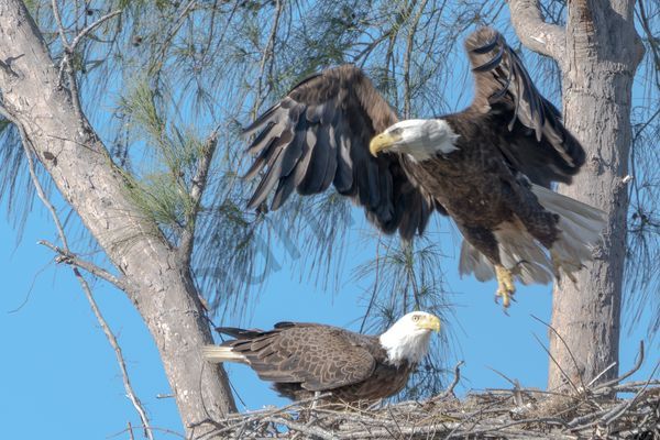 Eagles landing