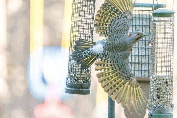 Northern Flicker in Flight