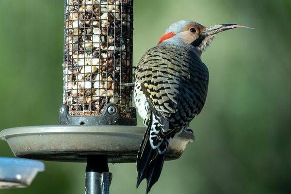 Northern flicker