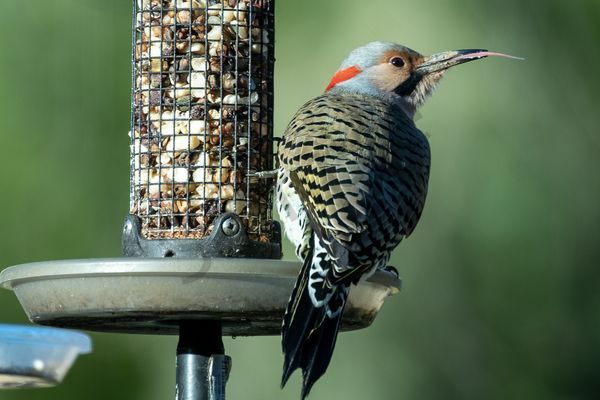 Northern flicker