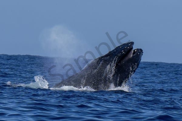 Breach for Air