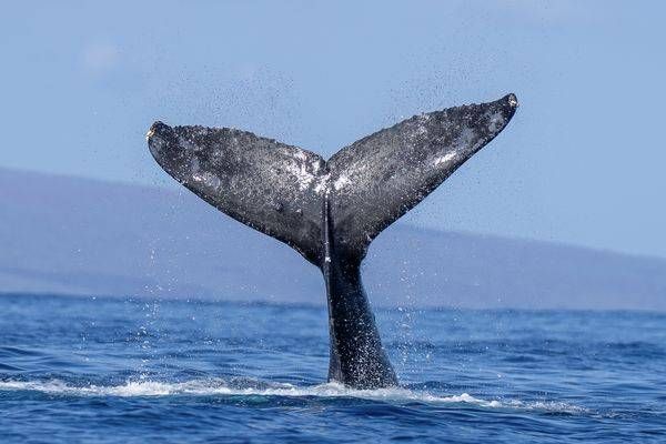Tale of the Whale