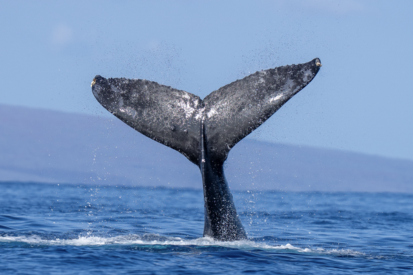 Whales