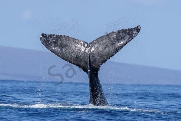 Tale of the Whale