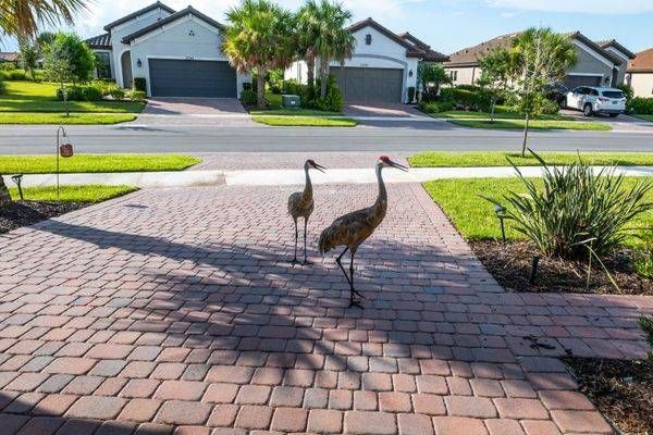 Sandhill Cranes