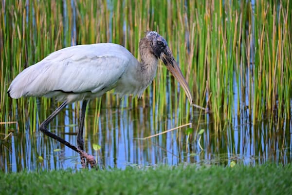 Wood Stork Photography Art | Geoliebertphoto