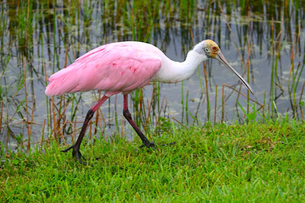 Strolling Spoonbill Photography Art | Geoliebertphoto