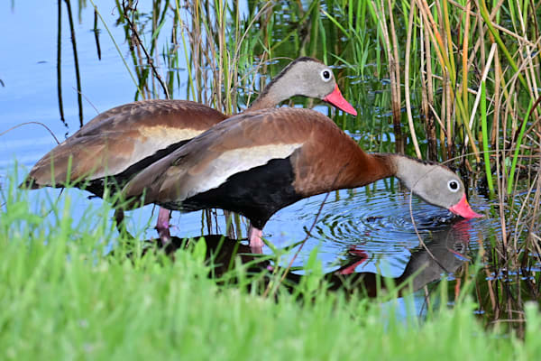 Black Bellied Whistling Ducks Photography Art | Geoliebertphoto