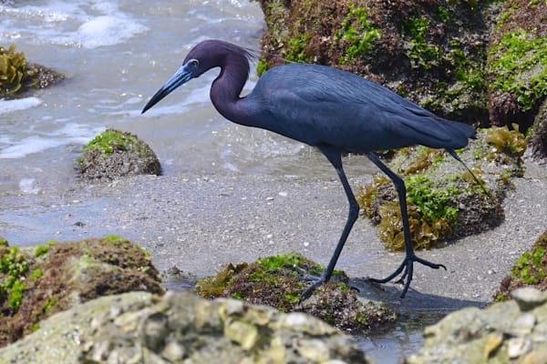 Blue Heron Photography Art | Geoliebertphoto