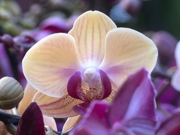 A Flower Photography Art | Geoliebertphoto