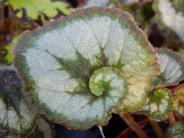 P4260670 Photography Art | Geoliebertphoto