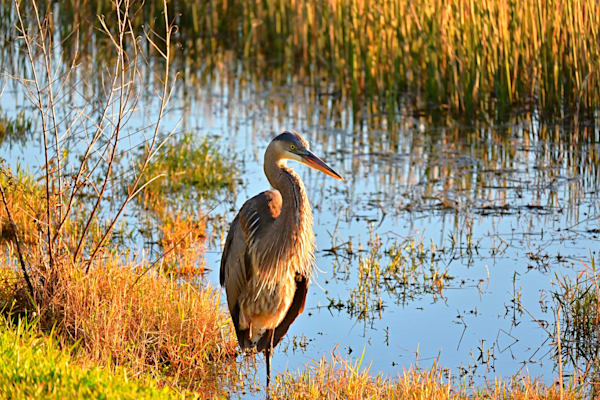 Heron At Golden Hour Photography Art | Geoliebertphoto