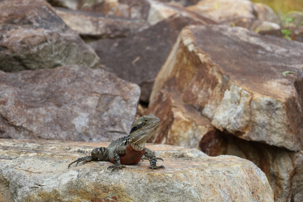 Lizard