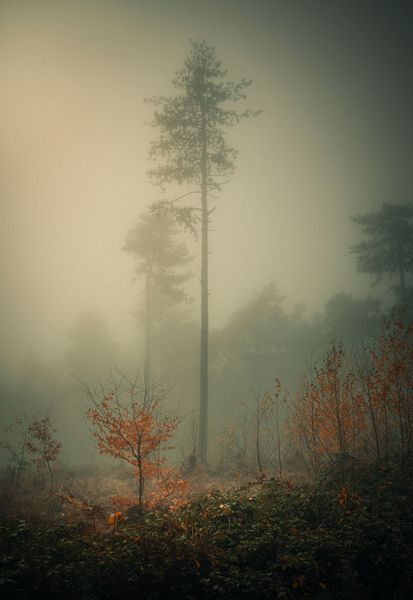 Quiet Nature