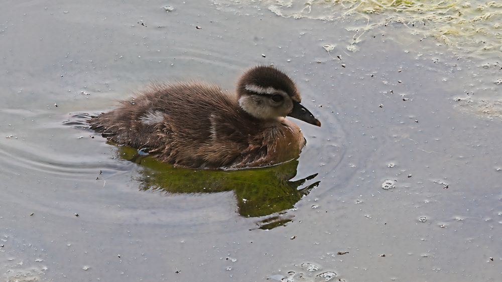 Wood Duckling Swimming on Calm Water | Cute Macro Waterfowl Photography