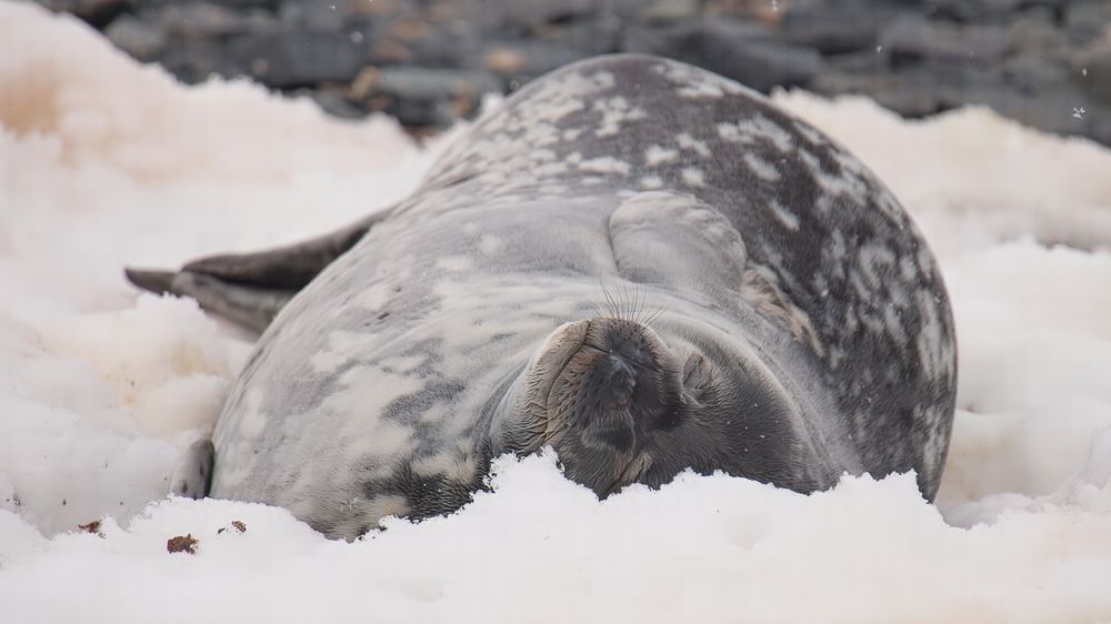 Sleeping Weddell Seal In Antarctic Snow Photography Art | Followmyprints