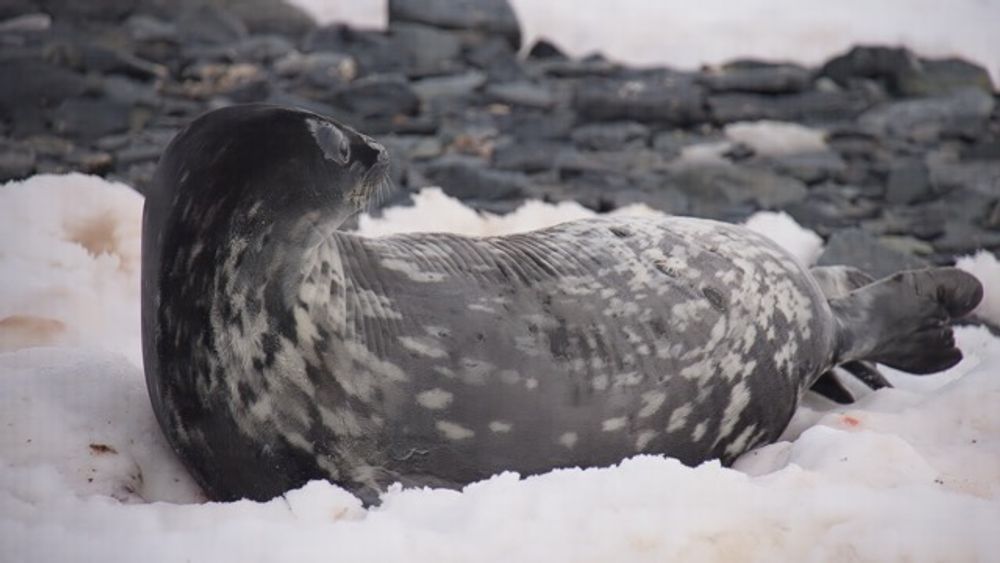 Cold Comfort Weddell Seal Resting On Antarctic Ice Photography Art | Followmyprints
