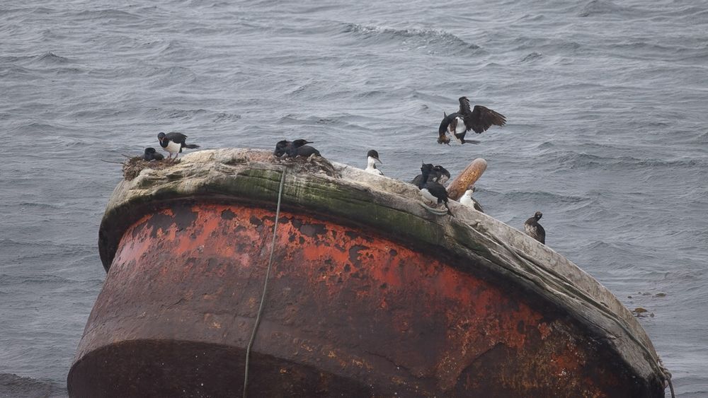 Rock And Imperial Shags Nesting Along Side Each Other On Achor Buouy Large Photography Art | Followmyprints